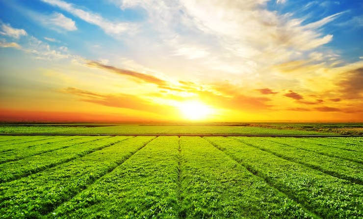 Sunlit green farmland stretching to the horizon under a golden sky